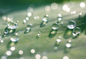 Wassertropfen auf einem Pflanzenblatt
