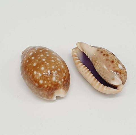Zwei Tiger Muscheln mit glänzender, hellbrauner Hülle und weißen Punkten.